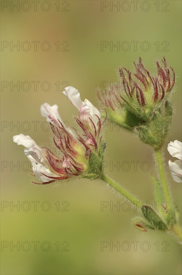 Hairy sweet clover or rough-haired sweet clover (Lotus hirsutum, Dorycnium hirsutum), flowers, Provence, southern France