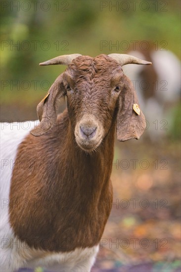 Close-up of a brown and white goat with horns in autumnal surroundings, forest pasture project, compensation for Hermann Hessebahn, Gechingen, Black Forest, Germany, Europe
