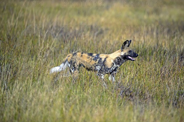 African wild dog (Lyacon pictus) Botswana, Botswana, Africa
