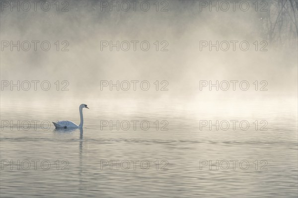 Mute swan (Cygnus olor) silhouette in the morning mist on the water of a lake. Bas-Rhin, Alsace, Grand Est, France, Europe