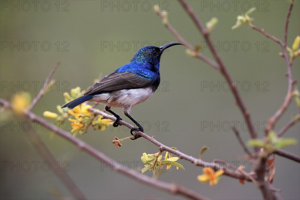 White-bellied Sunbird (Cinnyris talatala), adult, male, in perch, Kruger National Park, Kruger National Park, Kruger National Park South Africa