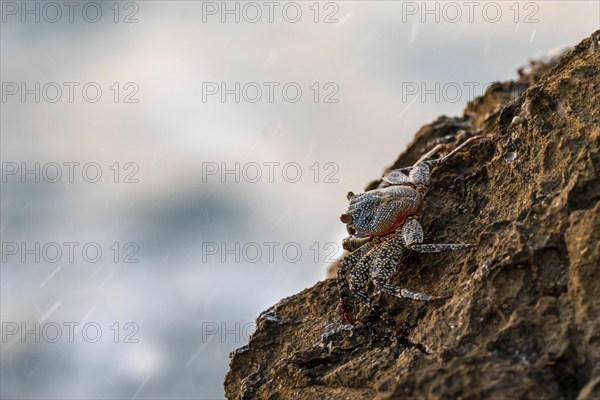 Crab on a rock, Reserva Natural Cabo Blanco, Costa Rica, Central America
