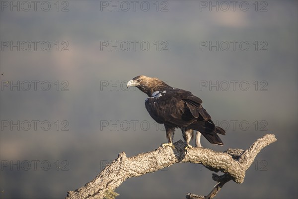 Iberian Eagle (Aquila adalberti), Spanish imperial eagle, Extremadura, Castilla La Mancha, Spain, Europe