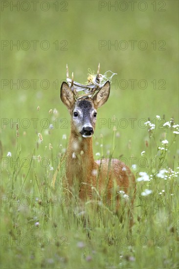 Roebuck (Der Bandlbock) biennial, has become entangled in the electric, pasture fence. Was freed by the Baür, (Capreolus capreolus), Austria, Europe