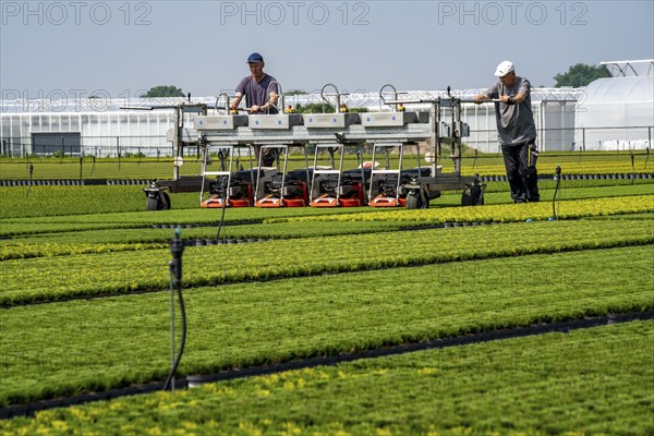 Horticultural business, broom heather plants, in flower pots, outdoors, Calluna vulgaris, are cut back to optimise the flowering behaviour, North Rhine-Westphalia, Germany, Europe