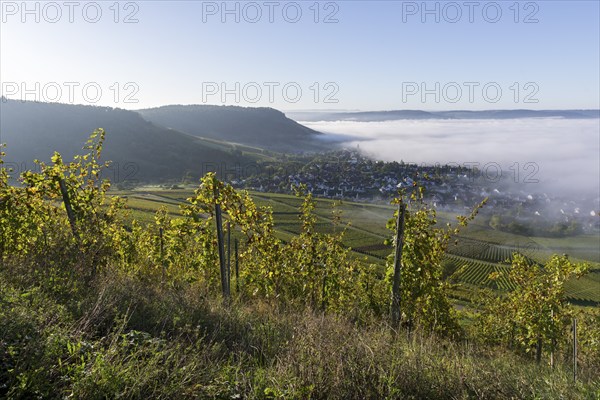 Morning view of misty vineyards in the valley, surrounded by rolling hills and a clear blue sky, Korb-Steinreinach, Remstal, Baden-Württemberg, Germany, Europe