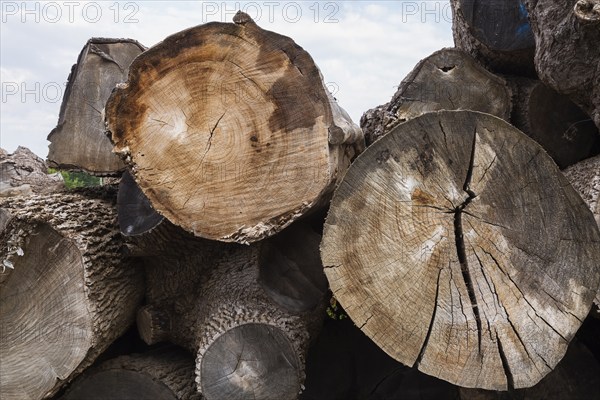 Close-up of pile of large cut and stacked logs some stripped of their bark in woodyard in summer, Quebec, Canada, North America