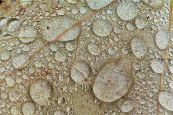 Close-up of a brown leaf with water droplets scattered on the surface, autumn, New Hampshire, New England, USA, North America