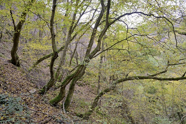 Dortebach valley in autumn, steep slopes, european hornbeams (Carpinus betulus) with a curious growth habit, narrow side valley of the Moselle, Rhineland-Palatinate, Germany Germany