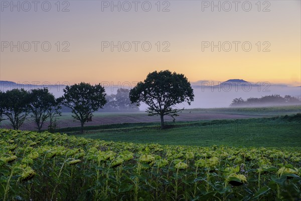 Morning fog over the Werra valley, from the Schlierbachsattel, Oberdünzenbach near Eschwege, Werra-Meißner district, Werra valley, North Hesse, Hesse, Germany, Europe