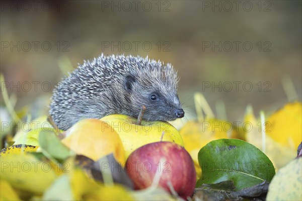 European hedgehog (Erinaceus europaeus) adult animal walking over fallen apples in a garden in the autumn, England, United Kingdom, Europe