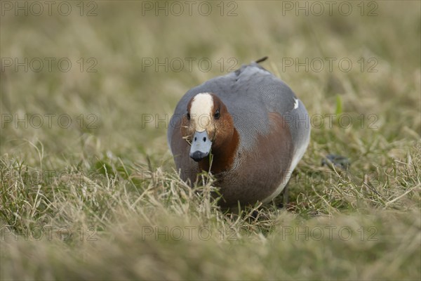 Eurasian wigeon duck (Mareca penelope) adult male bird feeding on grassland, England, United Kingdom, Europe
