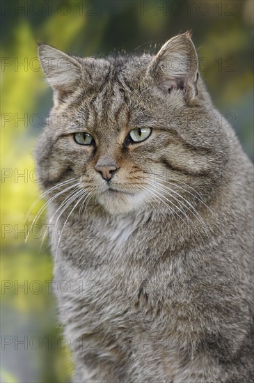 European wildcat (Felis silvestris silvestris), portrait, captive, North Rhine-Westphalia, Germany, Europe