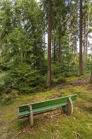 Spruce trees, park bench, forest, in the Arnsberg Forest, Sauerland, North Rhine-Westphalia, Germany, Europe