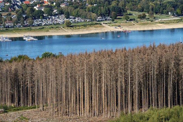 Forest dieback in the Arnsberg Forest, northern Sauerland, dead spruce trees, partly cleared forest, at Lake Möhnesee, North Rhine-Westphalia, Germany, Europe