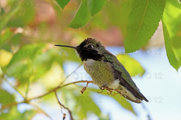 Costacolibri, (Calypte costae), adult, male, in perch, Sonora Desert, Arizona, North America, USA, North America
