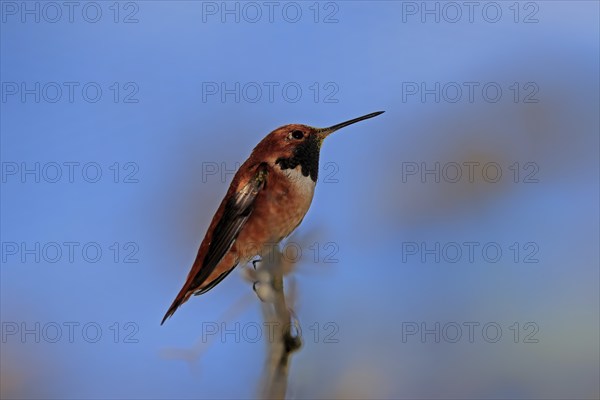 Rufous hummingbird (Selasphorus rufus), adult, male, perch, Sonoran Desert, Arizona, North America, USA, North America