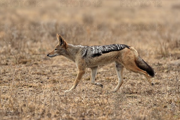 Black-backed jackal (Lupulella mesomelas), adult, alert, stalking, foraging, Kruger National Park, Kruger National Park, Kruger National Park South Africa