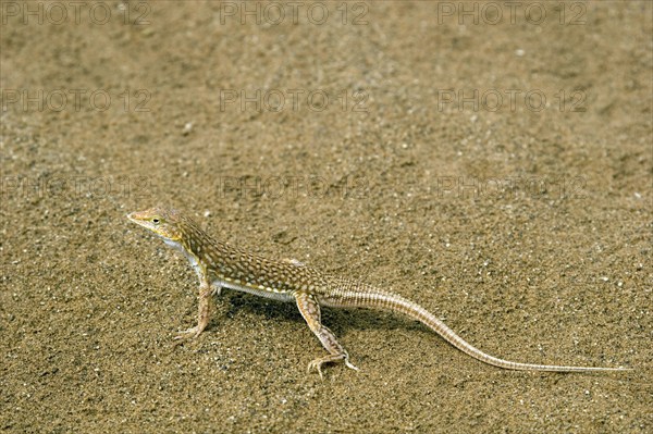 Desert lizard, (Meroles anchietae), lizard lurking in the sand of the Namib Desert, Sossusvlei, Namibia, Africa, Africa