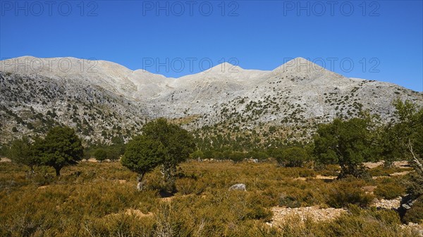 Niatos Plateau, natural landscape with mountain scenery and small trees under a blue sky, near Lefka Ori, White Mountains, Askifou, Sfakia, West Crete, Crete, Greece, Europe
