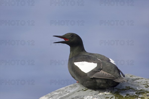 Resting black guillemot, (Cepphus grylle), resting on rocks, Europe, Norway, Varanger, alcids, Varanger, Norway, Europe