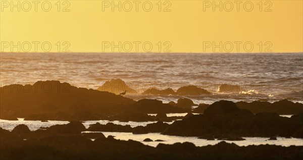 Evening mood, Marino Ballena National Park, coast with waves, South Pacific Ocean, Puntarenas Province, Osa, Costa Rica, Central America