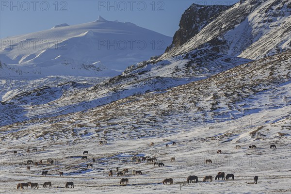 Icelandic horses standing on a barren meadow in front of a volcano, sunny, snow, winter, Snaefellsjökull, Snaefellsnes, Vesturland, Iceland, Europe