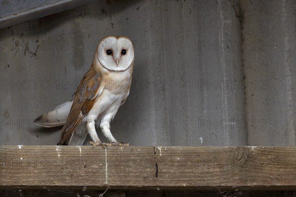 Barn owl (Tyto alba), in the barn, in a small village in the Münsterland, North Rhine-Westphalia