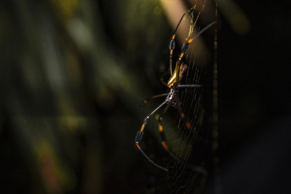 Creepy night shot, Golden silk spider (Trichonephila clavipes) spider web, Tortuguero National Park, Costa Rica, Central America