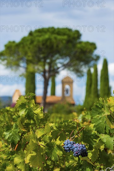 Vine, viticulture, agriculture, agribusiness, winegrower, wine, red wine, plantation, Suvereto, Tuscany, Italy, Europe