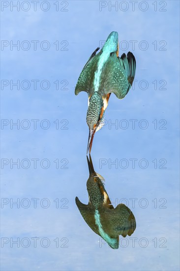 Common kingfisher (Alcedo atthis) diving into the water to hunt fish, wildife, Catalonia, Spain, Europe