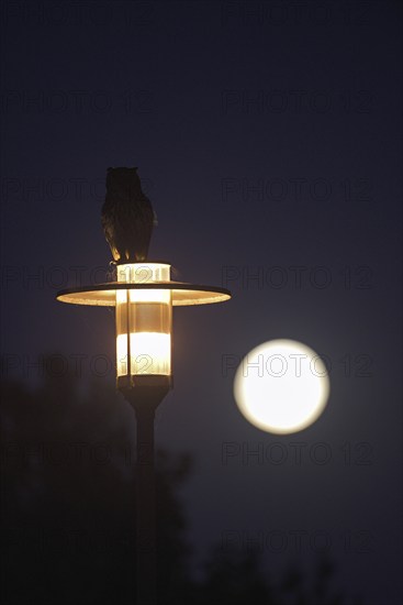Eurasian eagle-owl (Bubo bubo), adult male, sitting on a lantern, at dusk, with full moon, Herten, Ruhr area, North Rhine-Westphalia, Germany, Europe