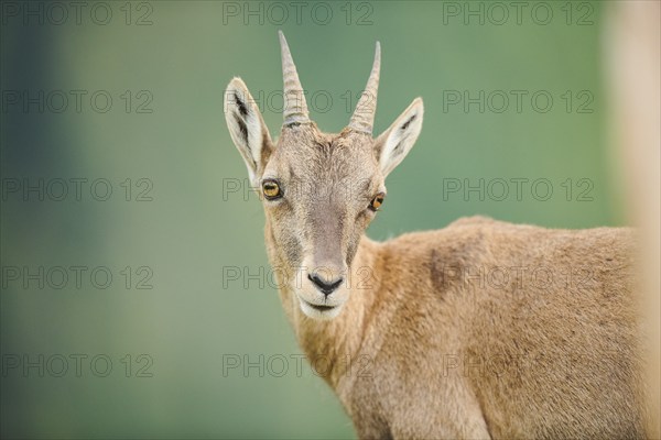 Alpine ibex (Capra ibex) female, portrait, wildlife Park Aurach near Kitzbuehl, Austria, Europe
