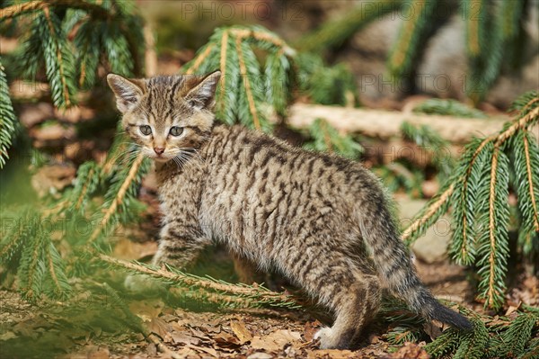 Close-up of European wildcat (Felis silvestris silvestris) kitten in spring in the bavarian forest
