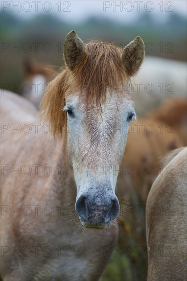 Camargue horse foal standing on a pasture and looking into the camera, Summer, Camargue, France, Europe