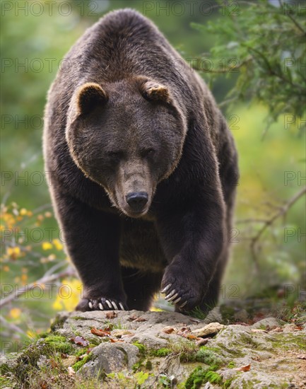Brown bear (Ursus arctos) running over a rock, captive, Neuschönau enclosure, Bavarian Forest National Park, Bavaria, Germany, Europe
