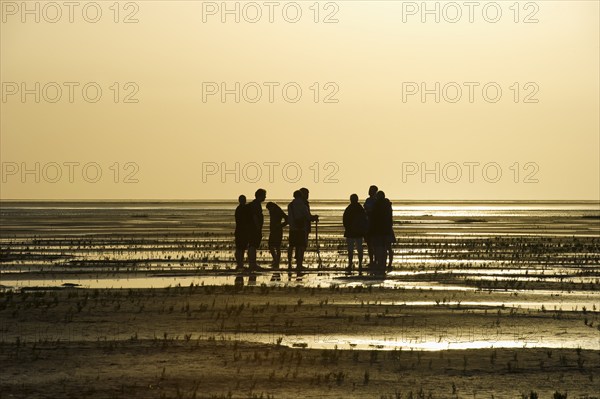Hiker in the mudflats, sunset, Wyk, Föhr, North Frisia, Schleswig-Holstein, Germany, Europe