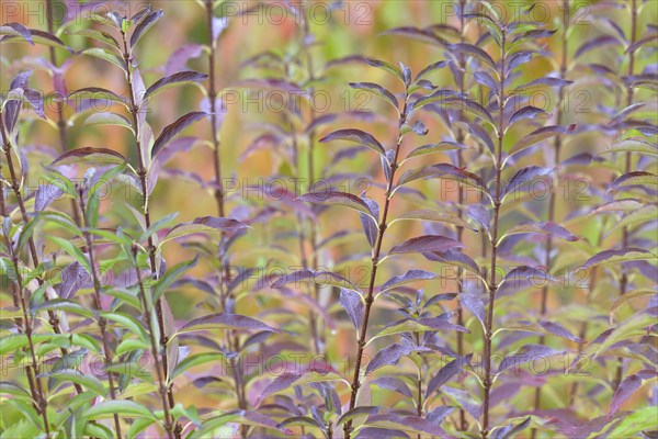 Ornamental shrub, autumnal foliage with raindrops, Moselle, Rhineland-Palatinate, Germany, Europe