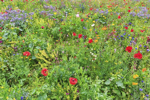 Colourful flower meadow, Germerode, Meißner, Frau-Holle-Land Geo-nature park Park, Hesse, Germany, Europe
