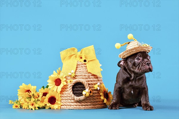 Black French Bulldog dog puppy with bee costume hat with antlers sitting next to beehive and sunflowers on blue background