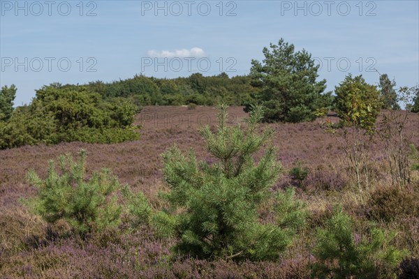 Heather blossom, trees, Wilseder Berg near Wilsede, Bispingen, Lüneburg Heath, Lower Saxony, Germany, Europe