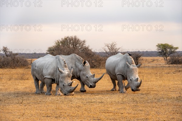 Southern white rhinoceros (Ceratotherium simum simum), three rhinos in the evening light, Khama Rhino Sanctuary, Serowe, Botswana, Africa
