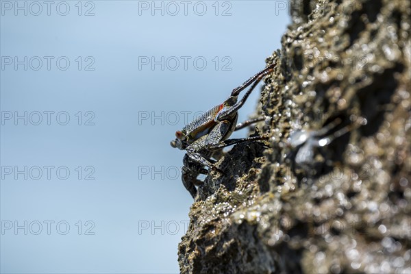 Crab on a rock, Reserva Natural Cabo Blanco, Costa Rica, Central America