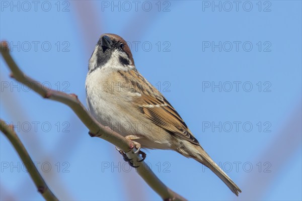 Tree Sparrow on branch (Passer montanus) Close Up