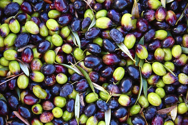 Olives texture in harvest at Mediterranean Spain