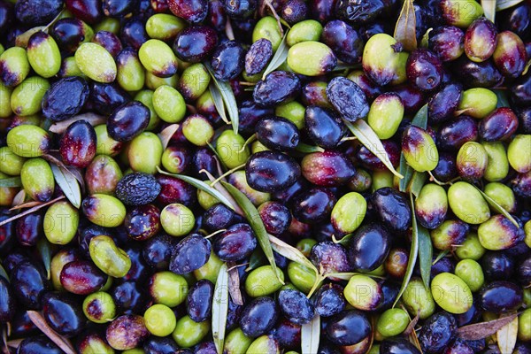 Olives texture in harvest at Mediterranean Spain