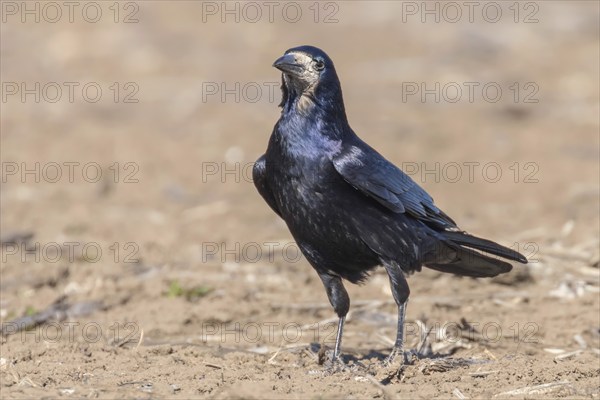 Rook on the field (Corvus frugilegus)