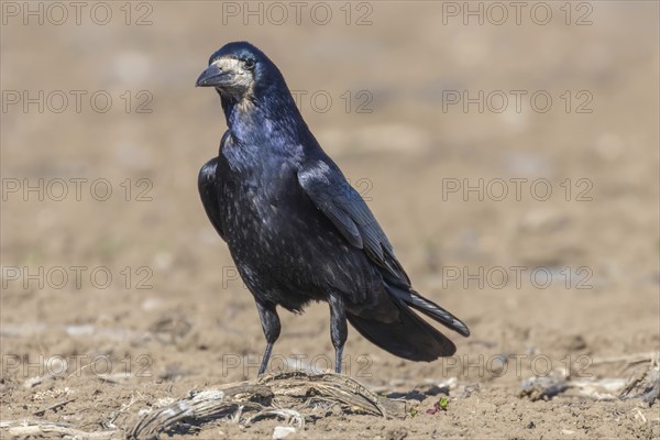 Rook on the field (Corvus frugilegus)