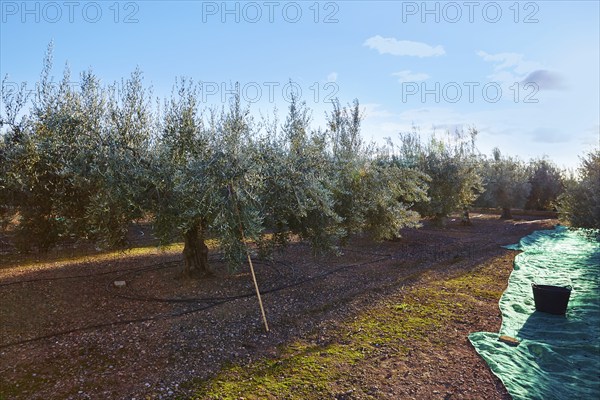 Olives harvest picking with net at Mediterranean in olive trees field