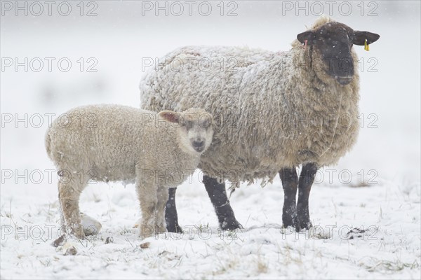 Domestic sheep (Ovis aries) adult ewe farm animal and juvenile lamb in a snow covered grass field, England, United Kingdom, Europe